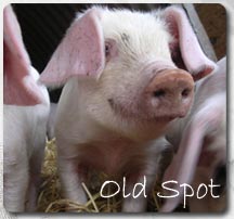 Old Spot Pigs